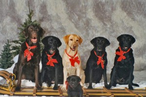 Image: Christmas Labs All in a Row