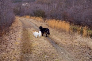 Even during the busy holiday season Bing and Tango take long walks everyday.