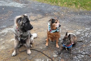 The dogs pause for a photo before heading out.