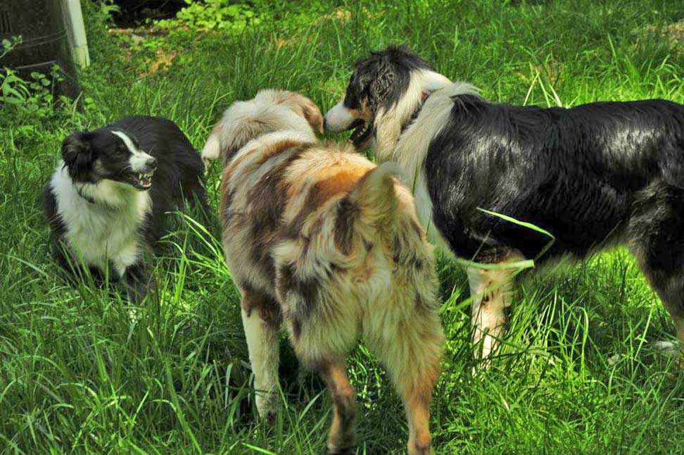 Three dogs, one is being snarky.