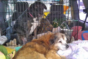 Accomodating multiple dogs in your car in an emergency