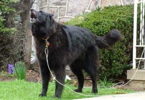 Small version of picture of Acacia barking at Marie Kistler