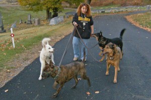 Hiking with multiple dogs