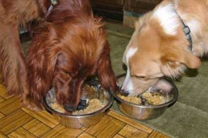Two dogs sharing a meal.