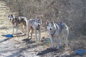 3 huskies waiting their turn to go mushing.