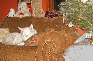 Kera waiting patiently near the Christmas Tree.