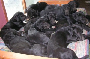 Nine dogs on a futon.