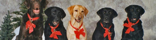 Holiday Manners: Teaching a Wordless ‘Leave It’ to a Multiple Dog Crew