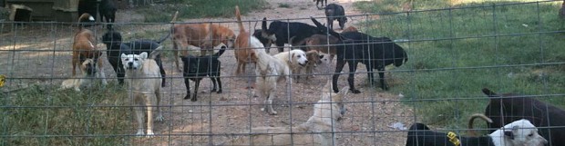 How Many Is Too Many Dogs? Part 2: When Rescuers Need Rescuing