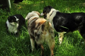 Three dogs, one is being snarky.