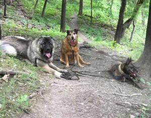 Photo: Rest time on the hike -- with a recently neutered Kenzo