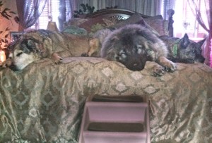 The Author's 3 dogs are very comfortable on the bed.