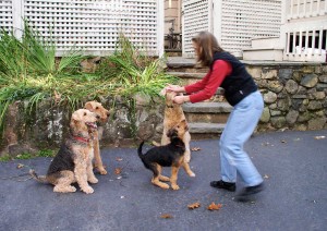 leadership used correctly in training multiple dogs