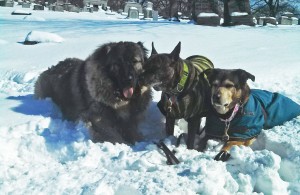 Image of the dogs on a calm nature walk.