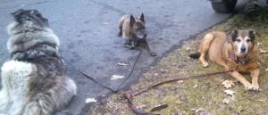 Image of Debby McMullen's three dogs, waiting by the car for AAA to retrieve the car keys locked inside.