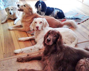 Image of Dover (white dog) finds peace in the crew with his meds. Dover is a white setter-like dog pictured laying down with 4 other medium sized dogs.