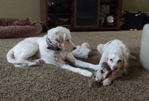 One English Setter chews on a toy as another looks on.