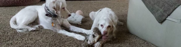 Tales From The Stark Side: Do Dogs Need Toys?