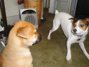 How quickly will you be able to figure out just from glancing at this picture of two dogs if this is play or a problem.