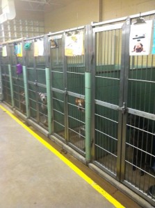 Picture of dogs inside a shelter