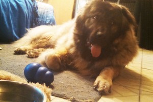 Kenzo in the spare bedroom with his Kong