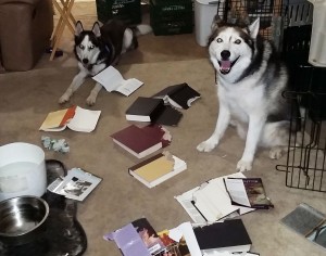 Typical of happens when Siberian Huskies -- or other Type A breeds -- aren't kept busy.