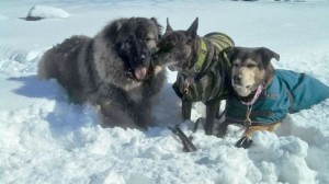 A multi-generational multiple dog outing