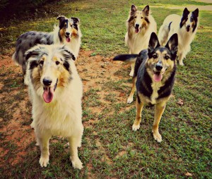 From the front, left to right: Luigi, Miley ( GSDX Rescue ) Gianna, Chesney and Denzel. Photo courtesy of Suzy Augello.