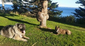 Kenzo and Trent at West Quoddy Head Lighthouse Park, Lubec, Maine.