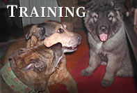 Image: Non-Force Positive Reinforcement Training Methods for the Multiple Dog Household.